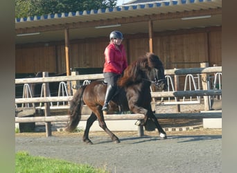 Icelandic Horse, Mare, 5 years, 13.2 hh, Black