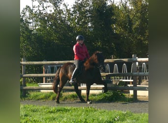Icelandic Horse, Mare, 5 years, 13.2 hh, Black