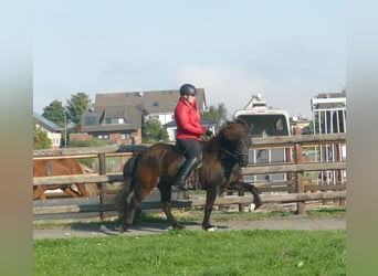 Icelandic Horse, Mare, 5 years, 13.2 hh, Black