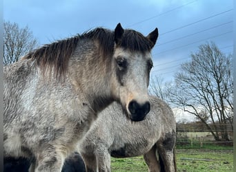 Icelandic Horse, Mare, 5 years, 13.2 hh