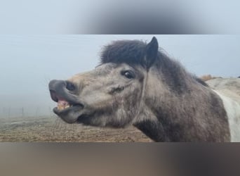 Icelandic Horse, Mare, 5 years, 13.2 hh