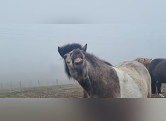 Icelandic Horse, Mare, 5 years, 13.2 hh