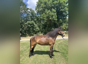 Icelandic Horse, Mare, 5 years, 13.2 hh, Brown