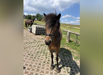 Icelandic Horse, Mare, 5 years, 13.2 hh, Brown