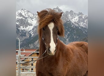 Icelandic Horse, Mare, 5 years, 13.2 hh, Chestnut