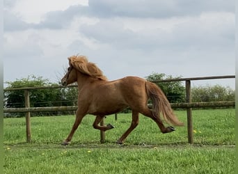 Icelandic Horse, Mare, 5 years, 13.2 hh, Chestnut-Red