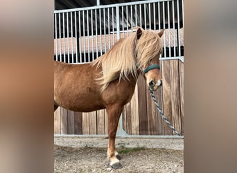 Icelandic Horse, Mare, 5 years, 13.2 hh, Chestnut-Red
