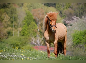 Icelandic Horse, Mare, 5 years, 13.2 hh, Dun