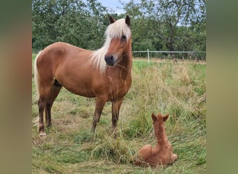 Icelandic Horse, Mare, 5 years, 13.2 hh