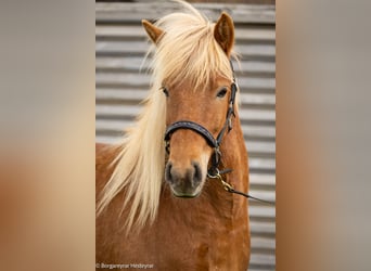 Icelandic Horse, Mare, 5 years, 13.3 hh, Chestnut