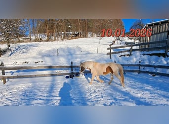 Icelandic Horse, Mare, 5 years, 13.3 hh, Pinto