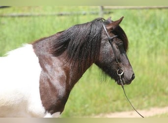 Icelandic Horse, Mare, 5 years, 13.3 hh, Pinto