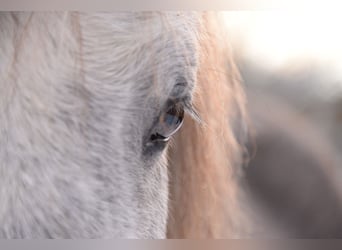 Icelandic Horse, Mare, 5 years, 13 hh, Gray