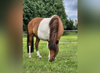 Icelandic Horse, Mare, 5 years, 13 hh, Pinto