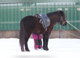 Icelandic Horse, Mare, 5 years, 13,2 hh, Black