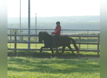 Icelandic Horse, Mare, 5 years, 13,2 hh, Black
