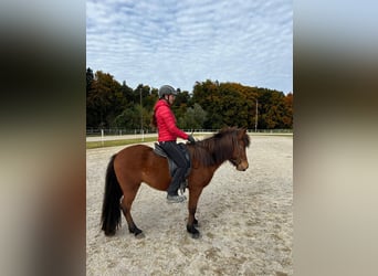 Icelandic Horse, Mare, 5 years, 13,2 hh, Brown
