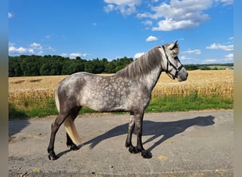 Icelandic Horse, Mare, 5 years, 13,2 hh, Grey