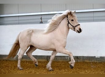 Icelandic Horse, Mare, 5 years, 13,2 hh, Palomino
