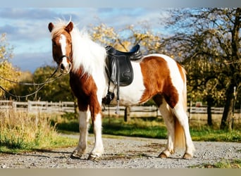 Icelandic Horse, Mare, 5 years, 13,2 hh, Pinto