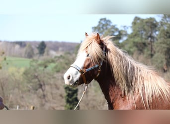 Icelandic Horse, Mare, 5 years, 13,3 hh, Chestnut-Red
