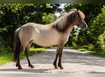 Icelandic Horse, Mare, 5 years, 13,3 hh, Dun