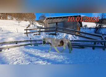 Icelandic Horse, Mare, 5 years, 13,3 hh, Pinto