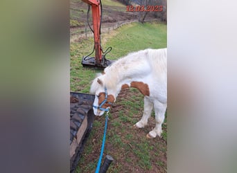 Icelandic Horse, Mare, 5 years, 13,3 hh, Pinto