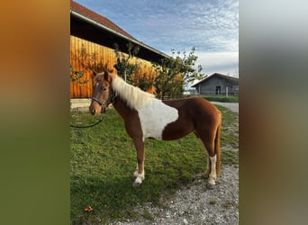 Icelandic Horse, Mare, 5 years, 13,3 hh, Pinto