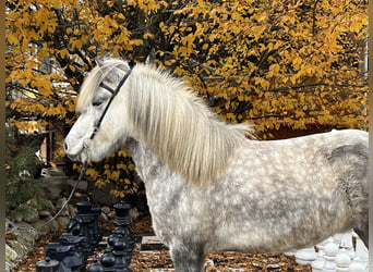 Icelandic Horse, Mare, 5 years, 14.1 hh, Can be white