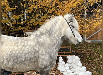 Icelandic Horse, Mare, 5 years, 14.1 hh, Can be white