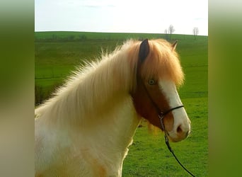 Icelandic Horse, Mare, 5 years, 14.1 hh, Pinto