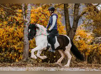 Icelandic Horse, Mare, 5 years, 14.1 hh, Pinto