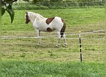 Icelandic Horse, Mare, 5 years, 14.2 hh, Tobiano-all-colors