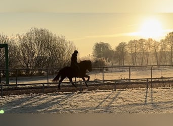 Icelandic Horse, Mare, 5 years, 14 hh, Black