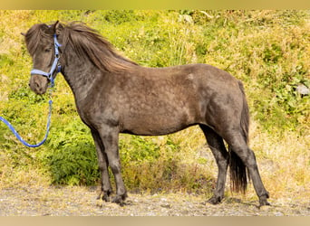 Icelandic Horse, Mare, 5 years, 14 hh, Black