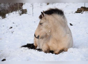 Icelandic Horse, Mare, 5 years, 14 hh