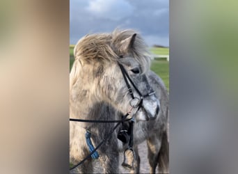 Icelandic Horse, Mare, 5 years, 14 hh, Gray