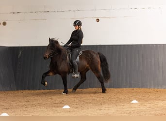 Icelandic Horse, Mare, 5 years, 14,1 hh, Brown
