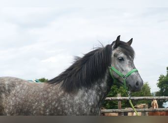 Icelandic Horse, Mare, 5 years, 14,1 hh, Grey-Dark-Tan