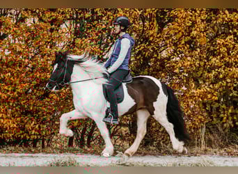 Icelandic Horse, Mare, 5 years, 14,1 hh, Pinto