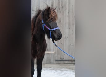 Icelandic Horse, Mare, 5 years, Black