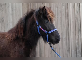 Icelandic Horse, Mare, 5 years, Black