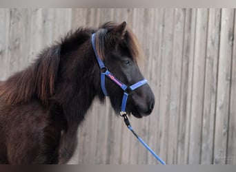 Icelandic Horse, Mare, 5 years, Black