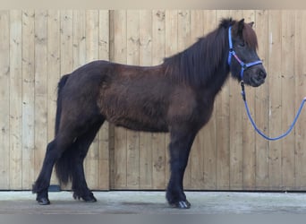 Icelandic Horse, Mare, 5 years, Black