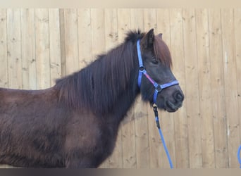 Icelandic Horse, Mare, 5 years, Black