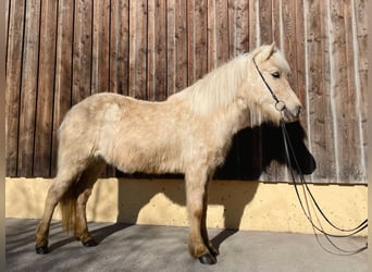 Icelandic Horse, Mare, 5 years, Palomino