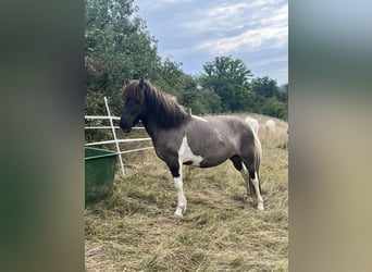 Icelandic Horse, Mare, 5 years, Pinto