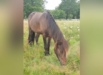 Icelandic Horse, Mare, 6 years, 12.2 hh, Brown