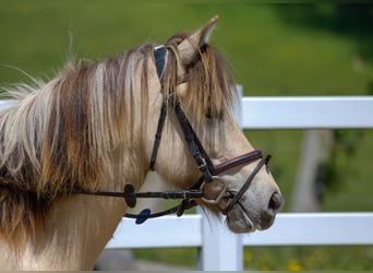 Icelandic Horse, Mare, 6 years, 12.2 hh, Buckskin